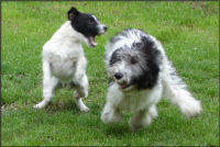 Huch - nichts wie weg! Ein wildgewordener Chester. Huch - nichts wie weg! Ein wildgewordener Chester.