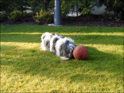 Lieblingsspielzeug: der Boomer-Ball Lieblingsspielzeug: der Boomer-Ball