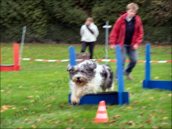 Flyball geht auch ohne Ball