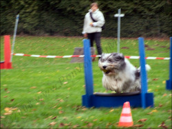 Flyball mit lernfähigem Fotografen Flyball mit lernfähigem Fotografen