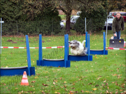 Flyball - Jule ist zu schnell für die Kamera