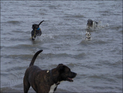 für Bälle geht die Gang ins Wasser für Bälle geht die Gang ins Wasser