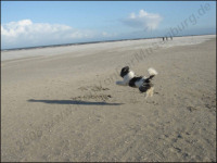 Anflug auf Juist - Strand ist auch fein!!