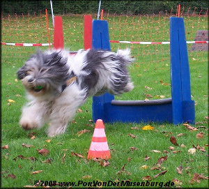 PON, der Universalhund PON, der Universalhund
