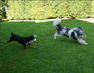 PON und Entlebucher