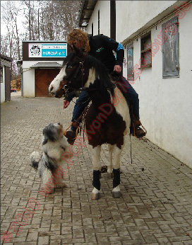 Jule setzt zum Sprung an Jule setzt zum Sprung an