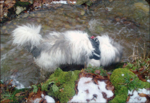 Boffin testet das Wasser auf Trinkqualität Boffin testet das Wasser auf Trinkqualität