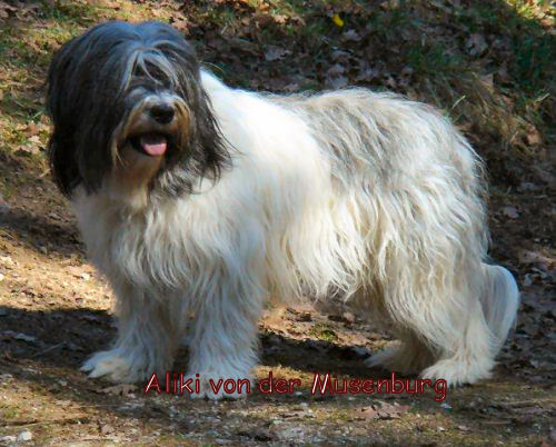 Aliki von der Musenburg Aliki von der Musenburg