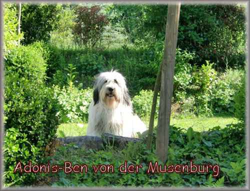 Adonis-Ben von der Musenburg Adonis-Ben von der Musenburg