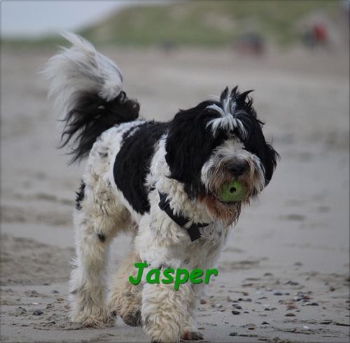 Jasper Jasper
