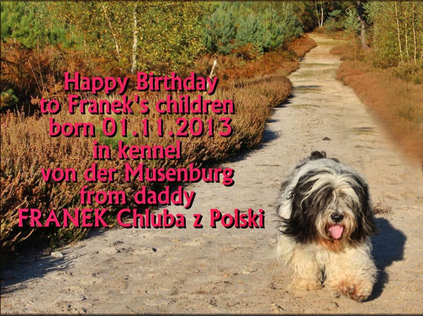 magic five Papa Franek