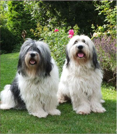 Aliki und Adonis von der Musenburg Aliki und Adonis von der Musenburg
