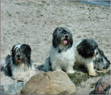 Jule, Cerafina-Nele und ich, Aliki von der Musenburg Jule, Cerafina-Nele und ich, Aliki von der Musenburg