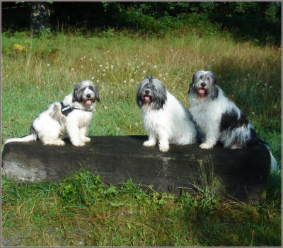 Boffin, Aliki und Jule auf der Judenbuche Boffin, Aliki und Jule auf der Judenbuche