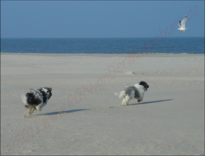 Juhu- Möwen! Juhu- Möwen!