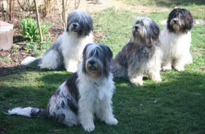 Jule, Aliki, Cleo und Tiquila Jule, Aliki, Cleo und Tiquila
