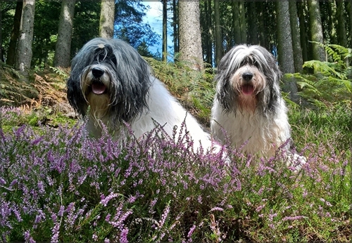 Treffen Treffen