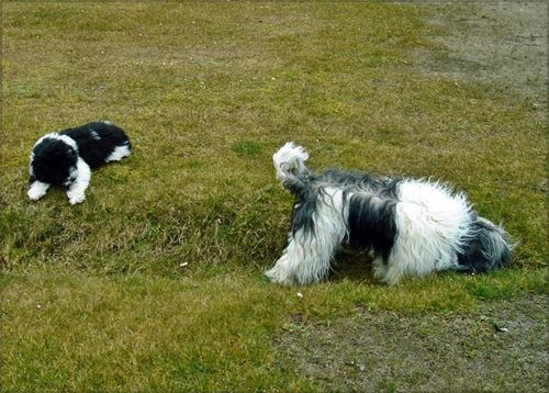 Aliki und Basco Aliki und Basco