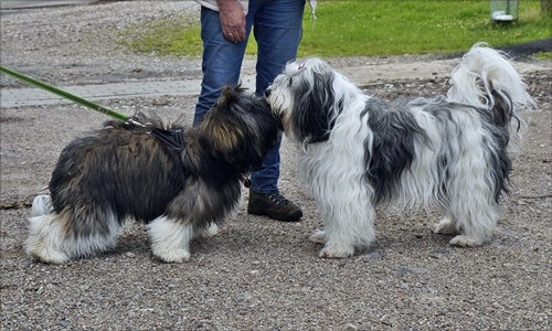 Treffen Treffen