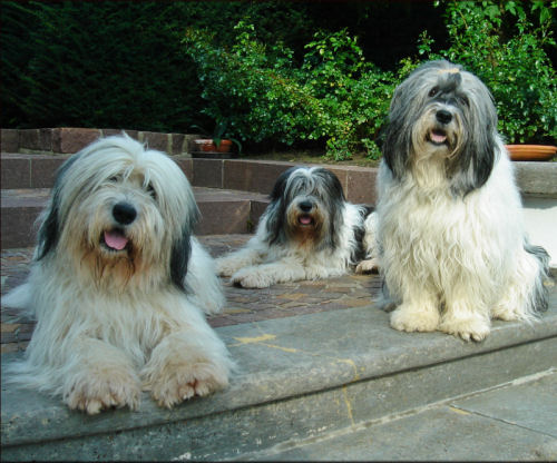  Jule, Aliki und Adonis von der Musenburg