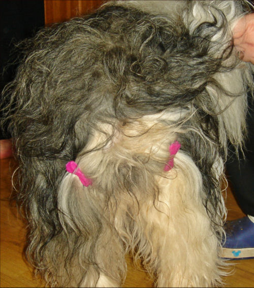 Aliki Aliki