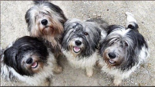 Tiki, Cleo, Liese, Jule Tiki, Cleo, Liese, Jule