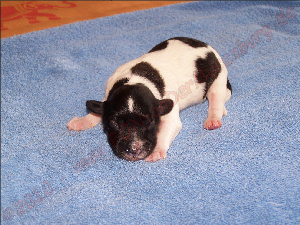 Akis von der Musenburg - Tag 2 Akis von der Musenburg - Tag 2