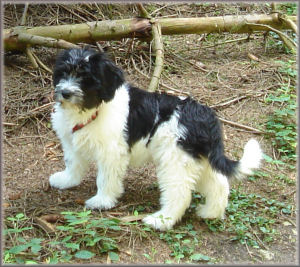 Bella von der Musenburg 