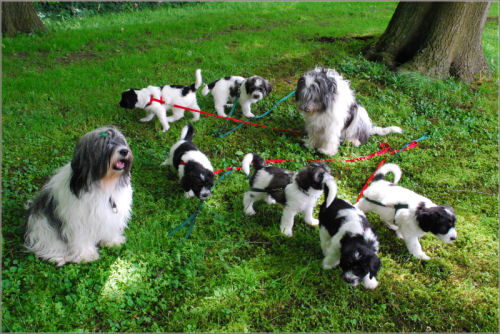 Gruppenbild mit Leine“ title=