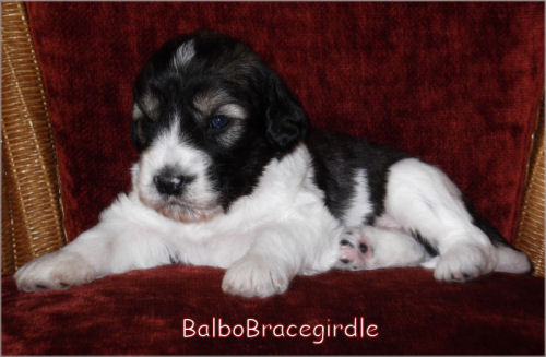 BalboBracegirdle von der Musenburg 