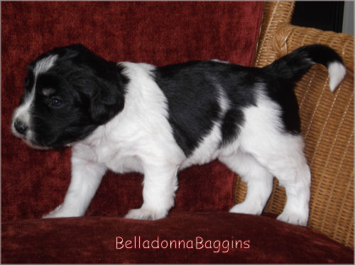 BelladonnaBaggins von der Musenburg 