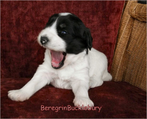 BeregrinBucklebury von der Musenburg 