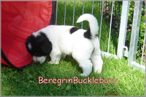 BeregrinBucklebury von der Musenburg BeregrinBucklebury von der Musenburg