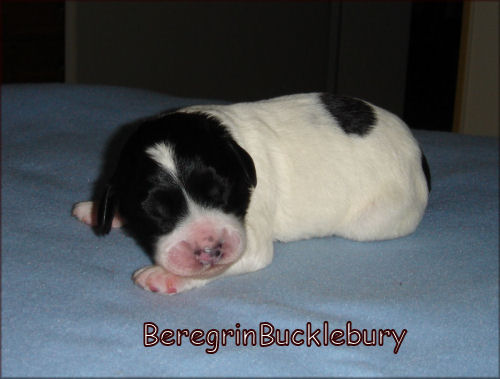 BeregrinBucklebury von der Musenburg 
