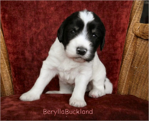 BeryllaBuckland von der Musenburg 