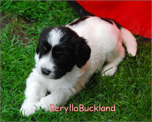 BeryllaBuckland von der Musenburg BeryllaBuckland von der Musenburg