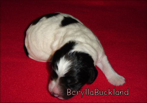 BeryllaBuckland von der Musenburg 