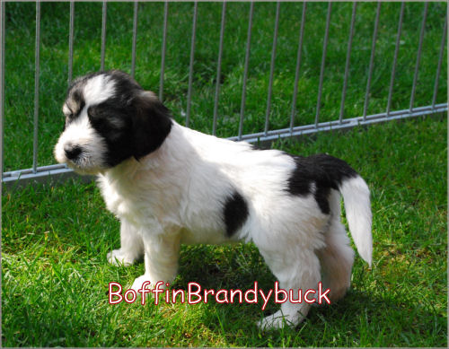 BoffinBrandybuck von der Musenburg BoffinBrandybuck von der Musenburg