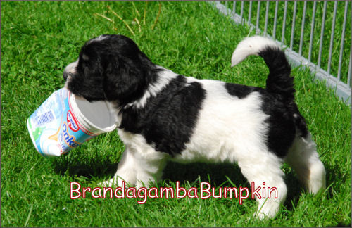 BrandagambaBumkin von der Musenburg BrandagambaBumkin von der Musenburg