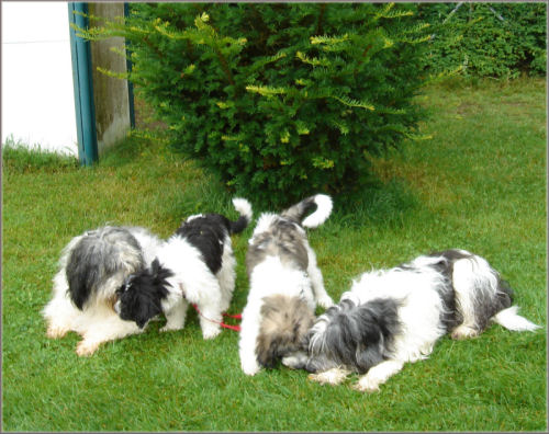  Happy,Bella,Balbo,Jule 