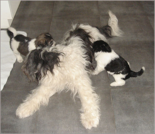  Zottelbärchen 