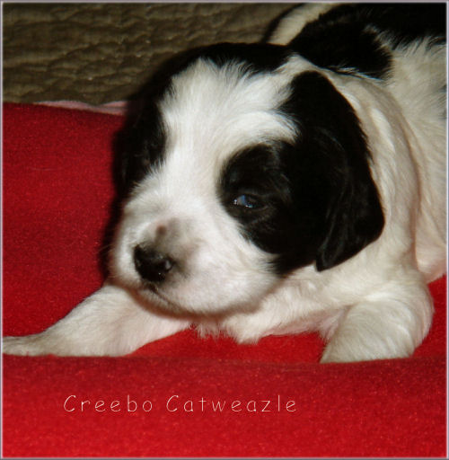  Creebo Catweazle von der Musenburg 