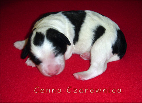  Cenna Czarownica von der Musenburg 