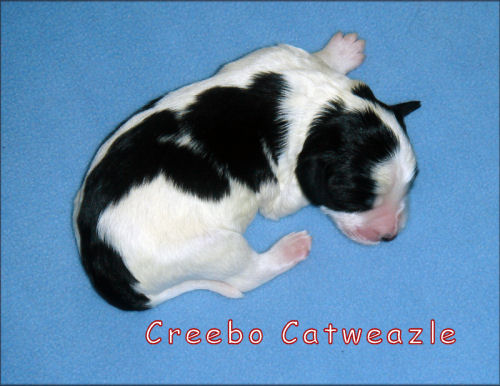  Creebo Catweazle von der Musenburg 