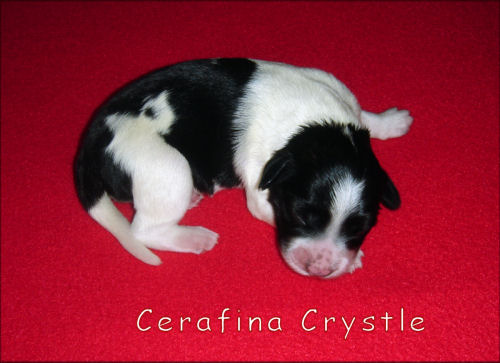  Cerafina Crystle von der Musenburg 