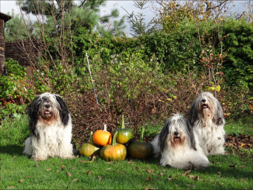  Franek, Bozenka und Trufla 